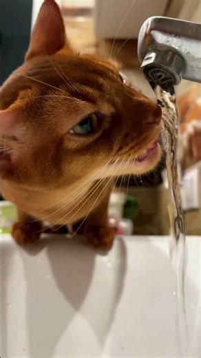 Simba the Abyssinian Drinks Water 💧 | Funny Cat Moment