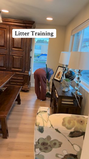 27K views · 59 reactions | Yes, you can 100% litter train a rabbit,...