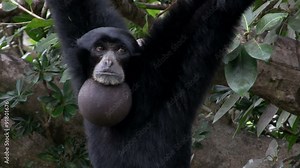 A siamang gibbon from Indonesia hangs in a tree.