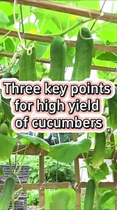 1M views · 14K reactions | 3 key points for high yield of cucumber. #garden #gardening #plants #plant #gardeningtips #gardening101 #planting #farming #cucumber #foryou | IClara | Facebook