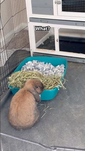 Do they need a bigger litter box? #bunny #rabbit #hollandlop