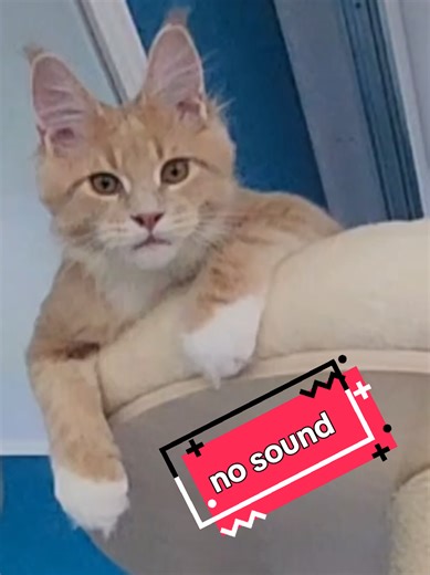 sama ilman ääntä #Kössi #KössiTheCat #Kissapuussa #Kissahulluus #Hepulihetki #KissapeilinEdessä #KissaPeilinEdessä #KissanPeilitemput #Kissavillitys #Kissariemu #HassuKissa #Kissanhepuli #Kissanrevittyhetki #Mainecoonmenoa #KössiRiehuu #KössiShow #KössiPeilinKuningas #Kissavideo #Kissahupia #Kissanleikit #CatTok #CatTreeAdventures #CatInTheMirror #MirrorCat #FunnyCat #CatBehavior #CatZoomies #CrazyCat #CatZoomiesTime #MirrorMadness #CatPeeking #MeowMadness #CatFrenzy #CatVibes #CatAntics #Caturd