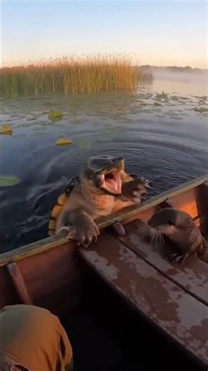 Otter Scrambles Onto Boat—Snapping Turtle Jumps After It 😱