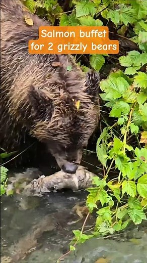 Brown Bears Eating Salmon | Late Salmon Run | Alaska Wildlife