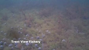 199K views · 687 reactions | Underwater Water Wolf footage. Some of the carp in the lake feeding on the 16mm pellet this morning. Get on the pellet !!!! | Trent View Carp Fishery | Facebook
