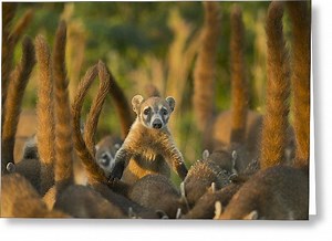 Cozumel Island coati - Alchetron, The Free Social Encyclopedia