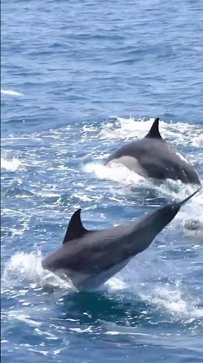 Dancing Dolphins in Perfect Sync 🐬💦 Nature’s Joy in Motion! 🎥: Loriannah