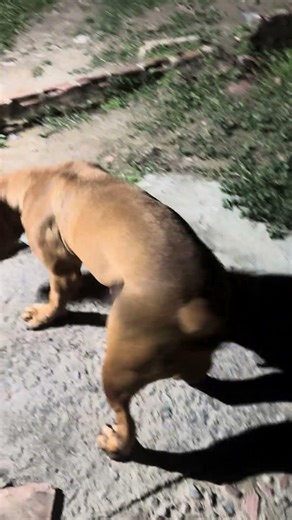 Pitbull Cute Dog 🔥 #pitmonsters