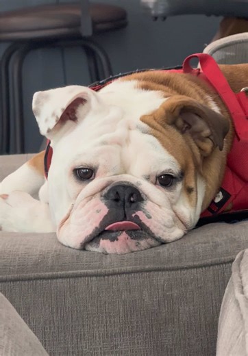 #puppytok #bulldogsoftiktok #bulldogpuppy #englishbulldog #dogtok #funnydog