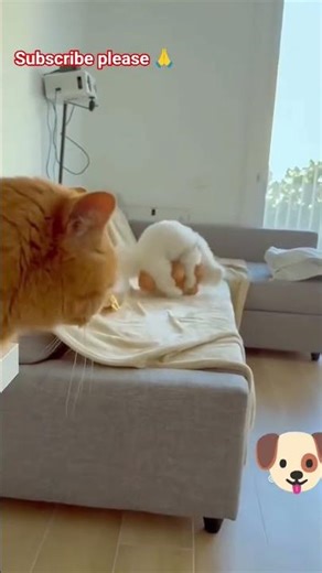 innox fox's comedy 🤣 #funny #comedy