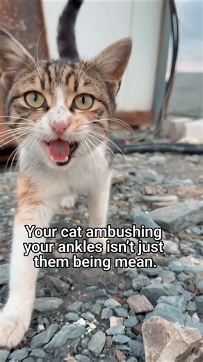 Those “Random” Cat Ankle Attacks? Here’s Why 🐱
