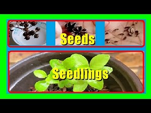 How to Grow Crepe Myrtle from Seeds Easily at Home