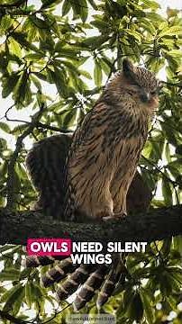 The Owl That Hunts Fish?! 🦉🐟 | Fishing Owl Facts