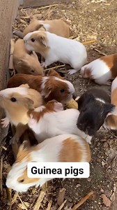 25K views · 932 reactions | Sunday excited day #guineapig...