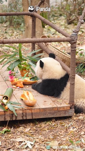 The table is overflowing with gorgeous dishes, and I can’t help but drool. Btw, how can I get an invitation to this grand afternoon tea? #panda #afternoontea #HiPanda #PandaMoment #ChengduPandaBase #PandaFun For more panda information, please check out: http://en.ipanda.com | iPanda