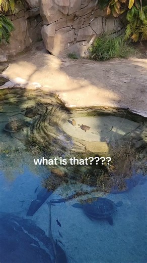 Discover the Mystery Behind the Strange Blue Turtle