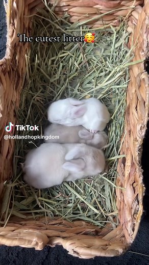 The Cutest Baby Bunnies: Adorable Holland Lops