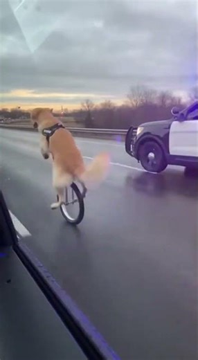 dog cycling one wheeled cycle in highway #onewheelcycle