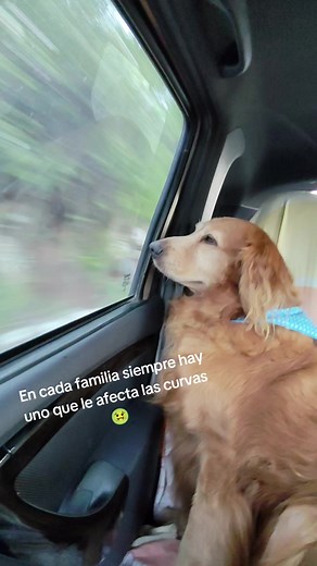 Perros y mareo en viajes: por qué a uno de la familia le afectan las curvas