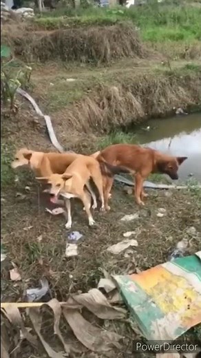 Two male dogs mating one female dog #shorts