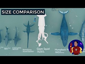 Sea Creatures Size Comparison - 2.5D Animation