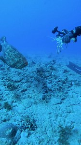 1.6M views · 5.6K reactions | Big Dogs Gotta Eat! ‍☠️  #underwaterlife #grouper #goliathgrouper #underwaterlife #diving #scubalife #diving #scubadiv | Scuba Diving Lovers | Facebook