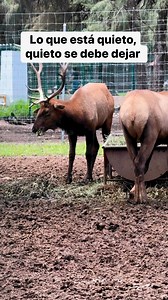 O conocerás el poder de sus cuernos 😭 #animales #animalessalvajes #zoologico | Dreams.