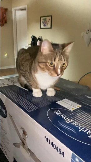 “Cat On The Ceiling Fan” - Original Music Video #shorts #short #funny #cat #trending #viral #cute