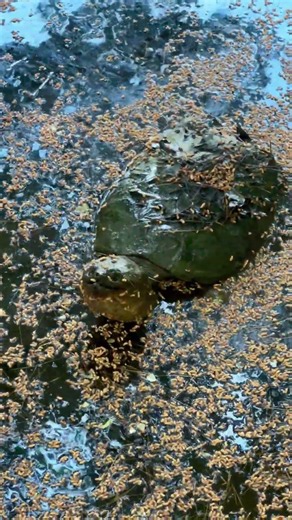Curious Snapping Turtle Says Hello! #nature #turtle #animals