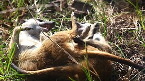 Meerkat Suricate Fight Stock Footage Video (100% Royalty-free) 759787 | Shutterstock