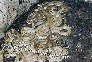 Care of the garden: Creating compost heaps - My tips | 2025