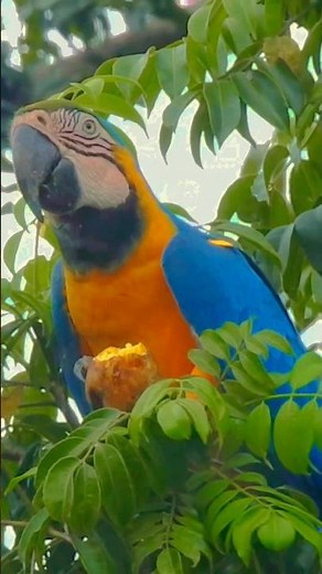 A arara-canindé (Ara ararauna), também conhecida como arara-de-barriga-amarela