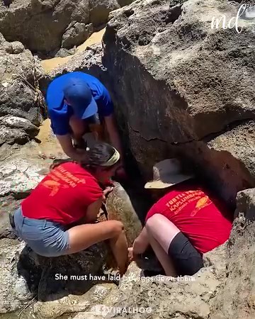 1.3M views · 77K reactions | Rescue team saves female sea turtle stuck in a crevice!  | MetDaan Animals | Facebook