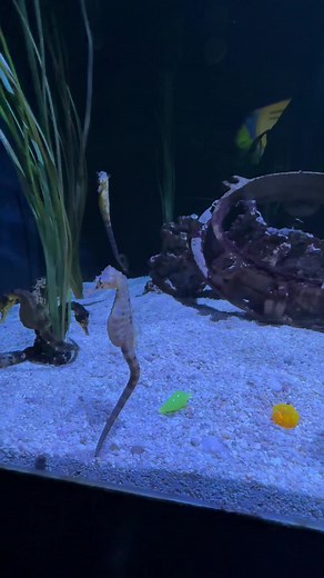 Seahorse Facts: Unique Aquarium Creatures