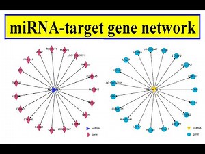 miRNA target gene network
