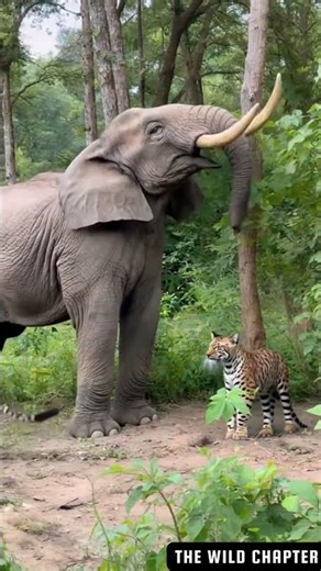 Elephant Dad Defends Calf from Jaguar | Rage and Love in the Jungle 🌿🐘🐆
