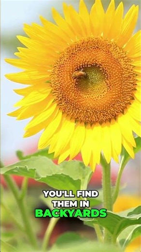 Sunflower Bees: Tiny Dancers of the Garden