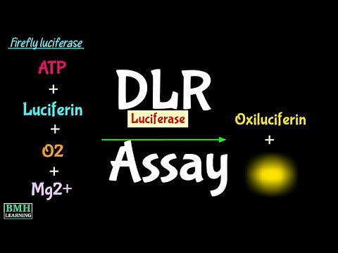 Dual Luciferase Assay System | DLR Assay | Dual Luciferase Reporter Assay |