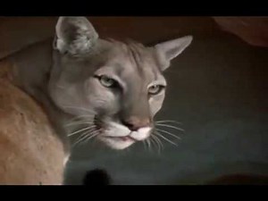 Animaniacs' Monkey Song (QuiggC1 Version)