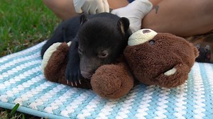 29K views · 1.2K reactions | HOW CUTE  Zoo officials in Brevard County are caring for a black bear cub that was abandoned by its mother in the Ocala National Forest. He is about 6 weeks old and is being fed every four hours. https://bit.ly/3bnqJzJ | WFLA News Channel 8 | Facebook