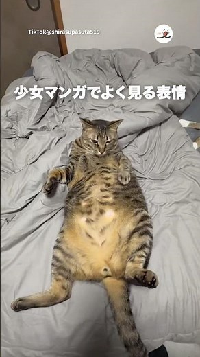 ヒロインみたいな顔する猫｜PECO