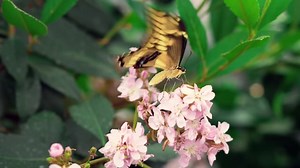 Free video - Butterfly, Insect, Wings, Pollen