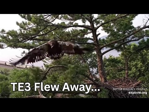 TE3 Has Fledged! | Trempealeau Eagles 7/10/25 | First Flight Caught on Cam