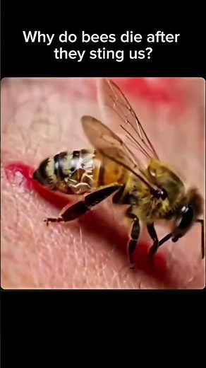 Why Do Honey Bees Die After Stinging You? 🐝 #viral #nature #trending #explore