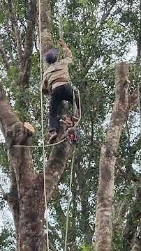 Monkey King's disciple saws down a large, falling mahogany tree.
