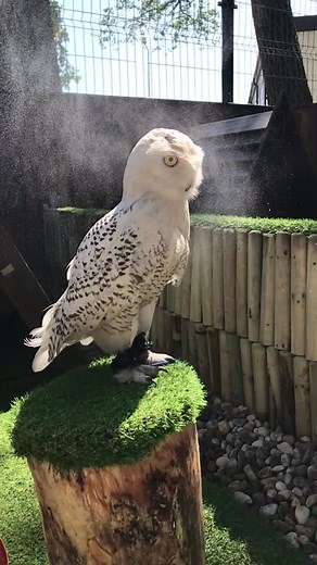#owl #owllover #owllove #owlvideo #owls #owlcam #cuteowl #falconry #whiteowl