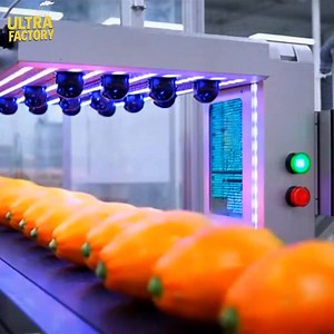 From Farm to Dessert: Papaya Factory | Ultra Factory
