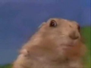 Dramatic Look Chipmunk - Official