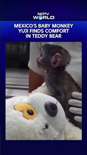 Baby Monkey Yuji In Mexico Finds Comfort In Teddy Bear