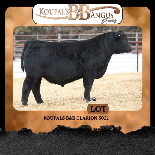 Koupal's B & B Angus & Family | February 9, 2026